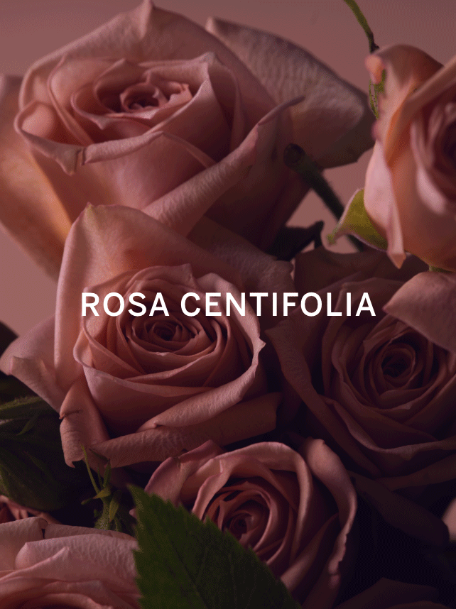 Bare Rose Fine Fragrance Mist